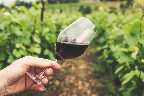 WINE TASTING VINEYARD